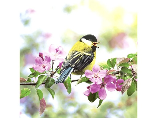 [90214182 1316294] Paper + Design Papierservietten Spring Bird 33 cm x 33 cm, 20 Stück