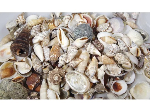 [90216845 1327316] Ambiance Muscheln, 600 ml Nature