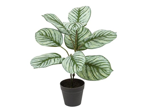 [90217269 1312354] Botanic-Haus Kunstpflanze Kalathea 36 cm