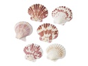 HobbyFun Streudeko Muscheln 2 Natur
