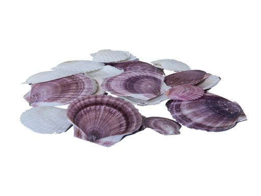 [90223717 1331324] Dekomat AG Muscheln, 300 g Lila/Weiss