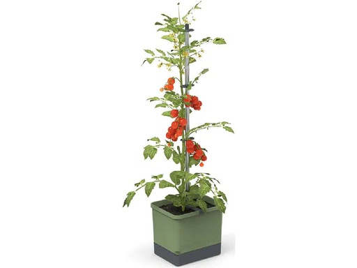 [90223960 1339179] Gusta Garden Anzuchtset TOM TOMATO Starterset, Dunkelgrün