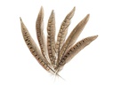 Glorex Federn Fasan 20-25 cm 12 Stück, Braun
