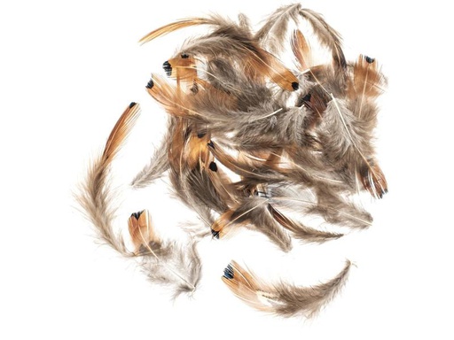 [90237869 1369127] Glorex Federn Fasan 5-12 cm, 10g, Braun