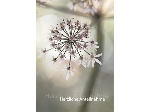 [90248196 1408480] Natur Verlag Trauerkarte Kerbelblüte 17.5 x 12.2 cm