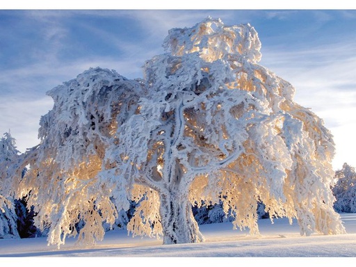 [90257581 1408432] Natur Verlag Motivkarte Baum im Schneegewand 17.5 x 12.2 cm