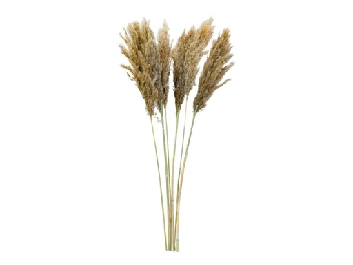[90260484 1381014] Dekomat AG Trockenblumen Pampasgras 6 Stück, Nature