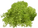 HobbyFun Mini-Utensilien Islandmoos 20g, Grün