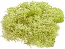 HobbyFun Mini-Utensilien Islandmoos 20g, Hellgrün