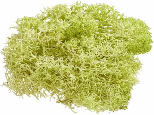 [90272068 1476878] HobbyFun Mini-Utensilien Islandmoos 20g, Hellgrün