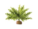 Exo Terra Regenwaldpflanze Boston Farn, S
