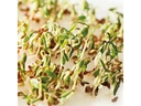 Gusta Garden Samen Microgreens Kresse HARRY HERBS