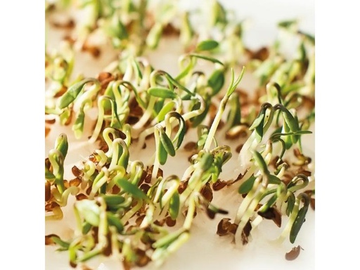 [90288568 1547131] Gusta Garden Samen Microgreens Kresse HARRY HERBS