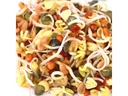 Gusta Garden Samen Microgreens Daikon-Rettich HARRY HERBS