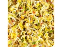 Gusta Garden Samen Microgreens Brokkoli HARRY HERBS