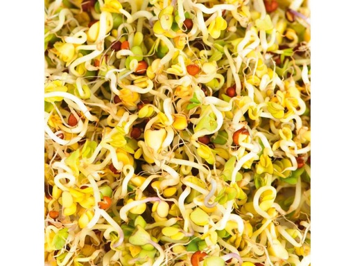 [90288703 1547130] Gusta Garden Samen Microgreens Brokkoli HARRY HERBS