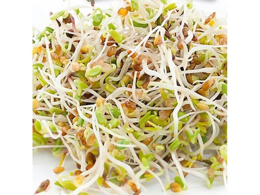 [90288721 1547133] Gusta Garden Samen Microgreens Alfalfa HARRY HERBS