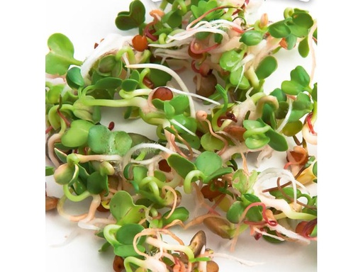 [90288725 1547132] Gusta Garden Samen Microgreens Ruca-Salatrauke HARRY HERBS