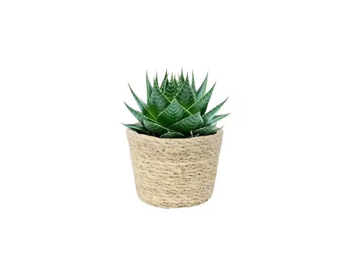 [90300824 1573571] CHALET Blumentopf Ingmar 13 cm, Nature