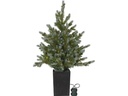 Star Trading Weihnachtsbaum LED Greyland M, 80 LEDs, 95 cm, Grün