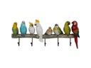 Kare Garderobenleiste Exotic Birds 5 Haken, Mehrfarbig