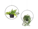 Wallxpert Blumenampel 2er Set, Schwarz