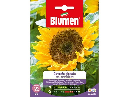 [90342937 1691275] Blumen Saatgut Sonnenblume Gigante