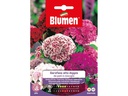 Blumen Saatgut Langstielige, gefüllte Nelke Mix