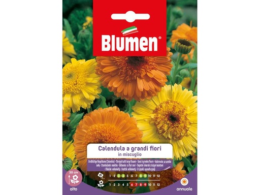 [90342984 1691281] Blumen Saatgut Grossblütige Ringelblume Mix