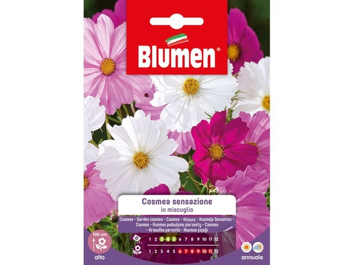 [90343045 1691290] Blumen Saatgut Cosmea Sensazione Mix