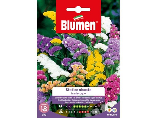 [90343097 1691287] Blumen Saatgut Strandflieder Mix