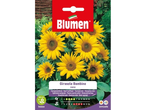 [90343113 1691276] Blumen Saatgut Sonnenblume Bambino