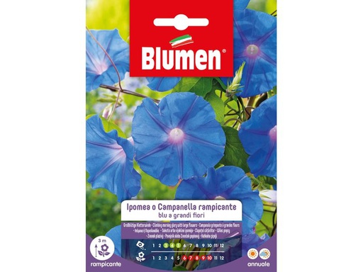 [90343115 1691295] Blumen Saatgut Grossblütige Kletterwinde