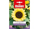 Blumen Saatgut Sonnenblume Moonshine