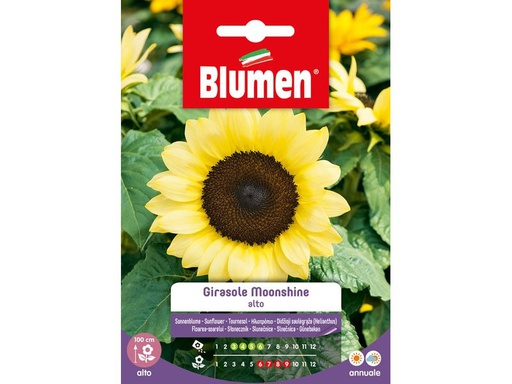 [90343207 1691277] Blumen Saatgut Sonnenblume Moonshine
