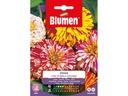 Blumen Saatgut Zinnie Dahlienblütig Mix