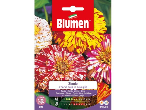 [90343286 1691283] Blumen Saatgut Zinnie Dahlienblütig Mix