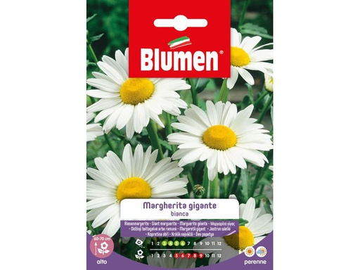 [90343290 1691297] Blumen Saatgut Riesenmargerite