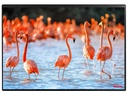 Kolma Schreibunterlage Undercover Poster Flamingo, 50 x 34 cm